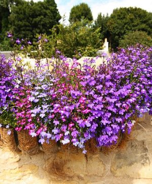 Lobelia Fountain Mix