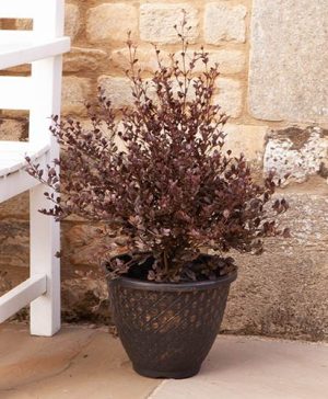 Lophomyrtus x ralphii Red Dragon