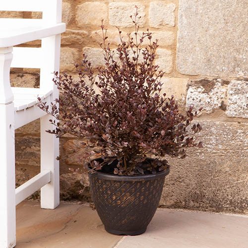 Lophomyrtus x ralphii Red Dragon