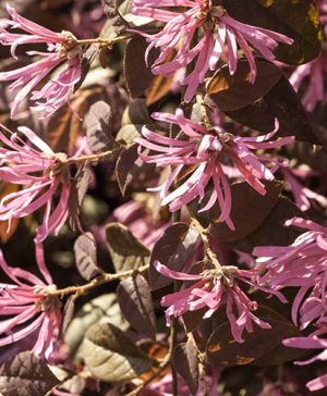 Loropetalum Fire Dance