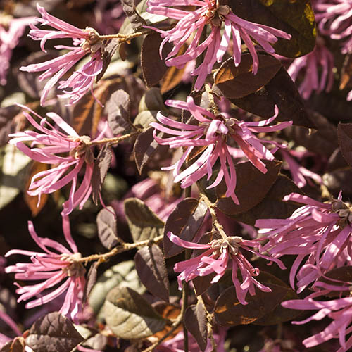 Loropetalum Fire Dance