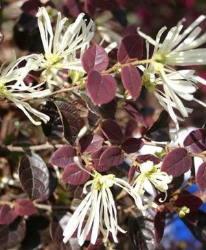 Loropetalum chinense Ruby Snow