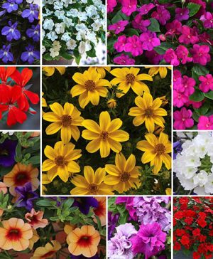 Lucky Dip Jumbo Plug Collection