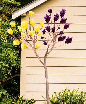 Magnolia Double Grafted Standard