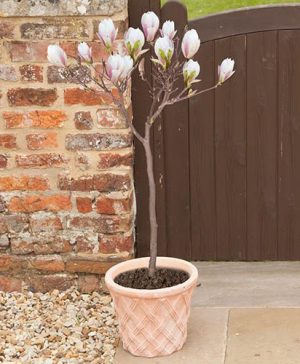 Magnolia Red Lucky Half Standard