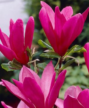 Magnolia Susan Standard Shrub