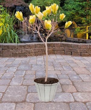 Magnolia Yellow Bird Half Standard
