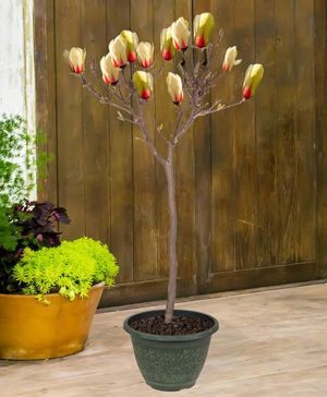 Magnolia denudata Sunrise Standard