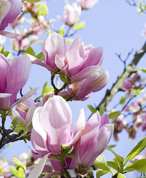 Magnolia soulangeana