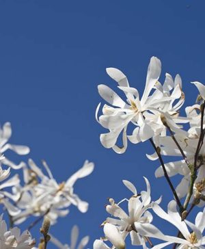 Magnolia stellata