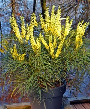 Mahonia eurybracteata Soft Caress