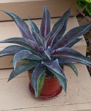 Mangave Mission to Mars (R)