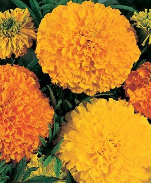 Marigold (African) Crackerjack Seeds