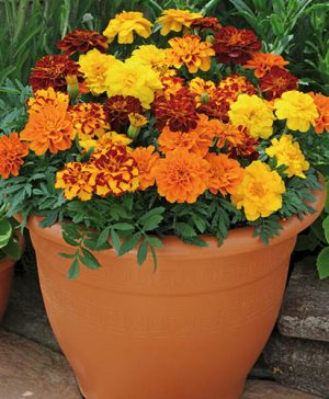 Marigold Durango Mix