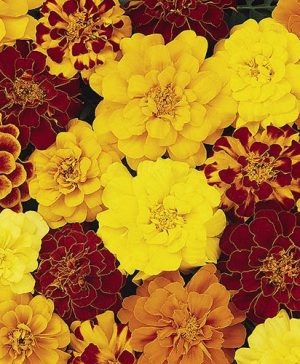 Marigold (French) Bonanza Mix