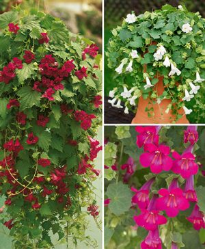 Mixed Lofos Collection