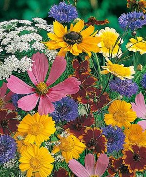Mixed Wildlife Attracting Annuals pkt of seed