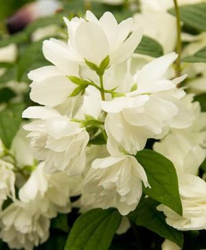 Mock Orange Philadelphus Snowbelle