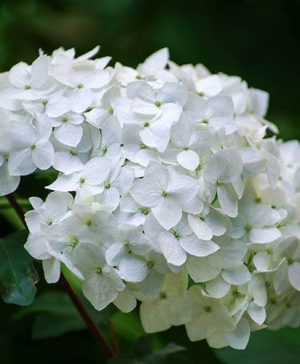 Mophead Hydrangea macrophylla Madame Emile Mouillere