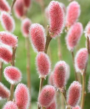 Mount Aso Japanese Pink Salix Pussy Willow Salix gracilistyla