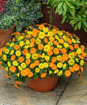 NEW Power Daisy Collection