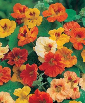 Nasturtium Jewel Mixed Seeds