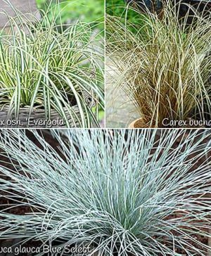 Ornamental Grasses collection