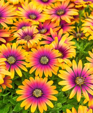 Osteospurmum Purple Sun