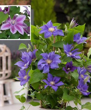 Pair of Clematis Patio Boulevard