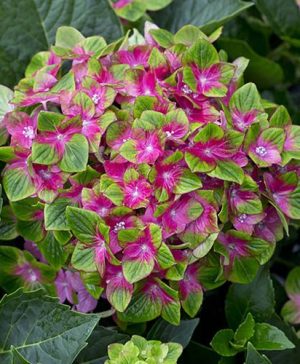 Pair of Hydrangea Glam Rock