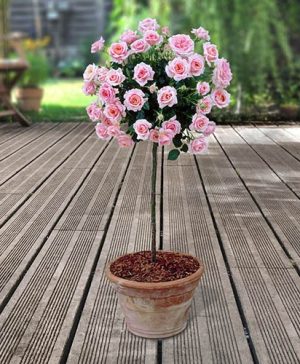 Pair of Patio Half Standard Roses - Pink