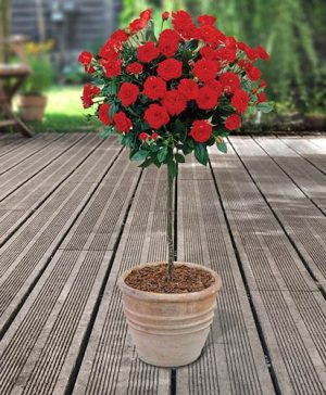 Pair of Patio Half Standard Roses - Red