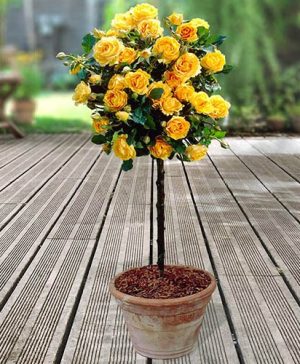 Pair of Patio Half Standard Roses - Yellow