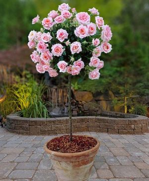 Pair of Patio Standard Roses - Pink