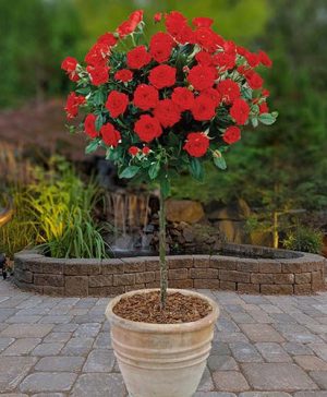 Pair of Patio Standard Roses - Red