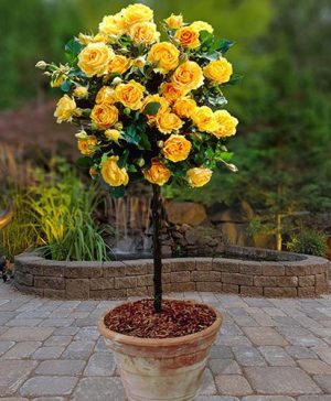 Pair of Patio Standard Roses - Yellow