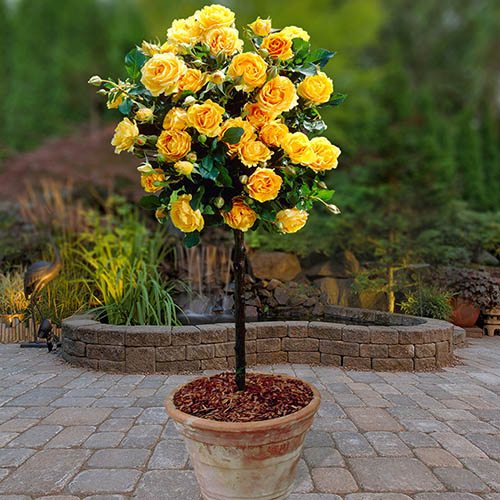 Pair of Patio Standard Roses - Yellow