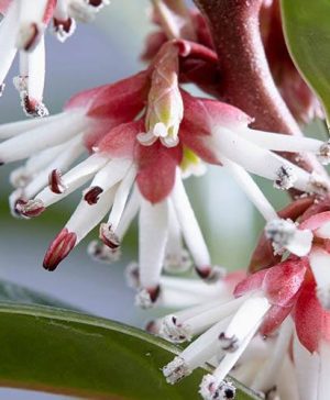 Pair of Sarcococca