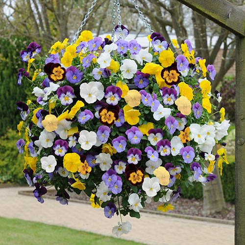Pansy Cool Wave 11in Yellow Hanging Basket