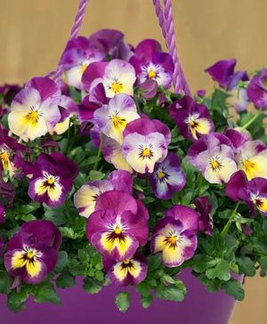 Pansy Cool Wave Raspberry Swirl Mix in a 27cm (11in) Purple Hanging Basket