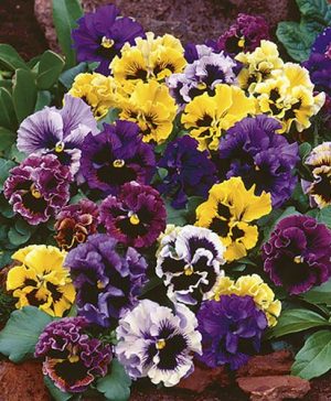 Pansy Fizzle Sizzle Mix