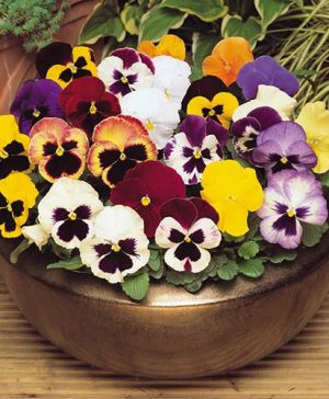 Pansy Matrix Mix