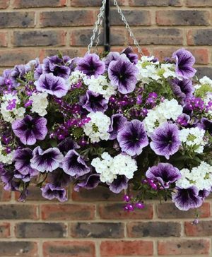 'Parma Violet' Pre-Planted Basket