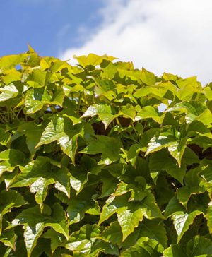 Parthenocissus Veitchii