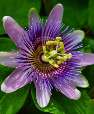 Passiflora Amethyst