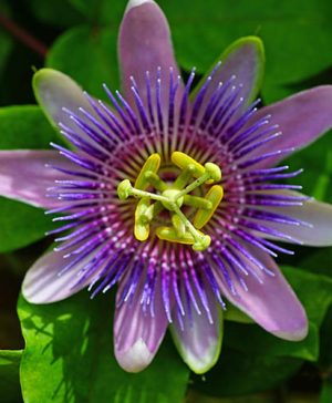 Passiflora Betty Myles Young