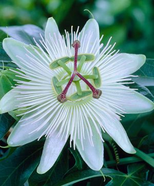 Passiflora Constance Elliott