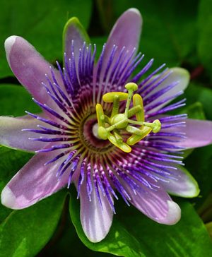 Passiflora Purple Passion