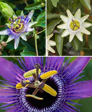 Passion Flower Collection