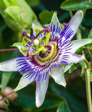 Passion Flower - Passifloral caerulea